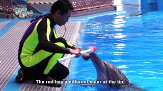 【Ocean Park Channel】Ocean Park InsideTrax Episode 9  Dolphin My Pals Part 2 HD 1080 [upl. by Arrekahs]