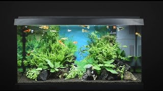 Juwel Aquarium Primo 60  60l Einrichtungsbeispiel  Tutorial [upl. by Vera]