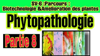 Phytopathologie Partie 8 Relation entre symptômes dégâts et pertes [upl. by Levi]