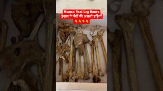 Human Real Leg Bones  इंसान के पैरों की असली हड्डियाँ  Hip Bone Femur Tibia amp Fibula shorts [upl. by Llejk]