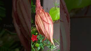 Brahma Kamal  Epiphyllum oxypetalum brahmakamal flowers garden shorts [upl. by Anuahsed125]