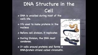 DNA [upl. by Olbap]