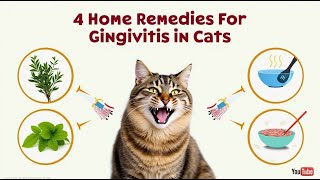 🐾 4 HOME REMEDIES for GINGIVITIS in CATS [upl. by Vincelette]