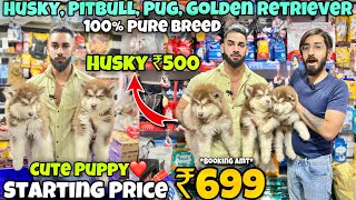 Cheapest Dogs Market In Delhi NCR  Husky Retriever Shitzu  Dog in 699₹  The Pet Mansion [upl. by Darrell]