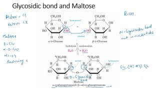 Disaccharides [upl. by Akalam228]