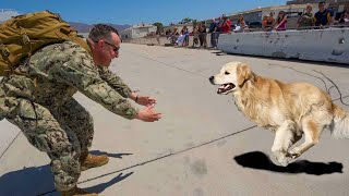 Most Heartwarming Animal Reunions with Humans That Will Melt Your Heart ❤ [upl. by Amalee]