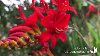 Le crocosmia  plante vivace aux fleurs éclatantes  Truffaut [upl. by Oicnevuj]