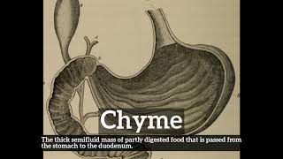 How Does Chyme Look  How to Say Chyme in English  What is Chyme [upl. by Clymer544]