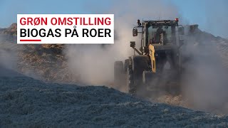 Grøn Omstilling  Biogas på sukkerroer [upl. by Margaretta]