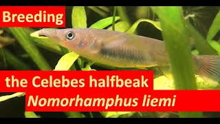 Breeding the halfbeak Nomorhamphus liemi [upl. by Doowyah]