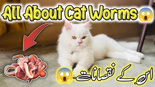 All About Cat Worms 🪱Everything You Need to Know About Worms in Cats  Symptoms of Cat Worms [upl. by Hinkle366]