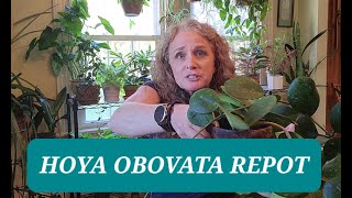 Hoya Obovata Repotting Made Easy [upl. by Aseefan631]