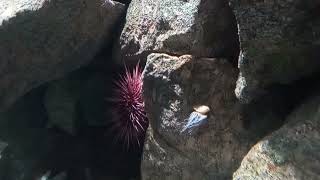 Red Sea Urchin Strongylocentrotus franciscanus [upl. by Nofets]