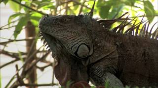 AGUAS TRANQUILAS  Documental Naturaleza HD 1080p  Grandes Documentales [upl. by Nylia]