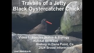 Travails Of A Jetty Black Oystercatcher Chick Part 1 [upl. by Issor]