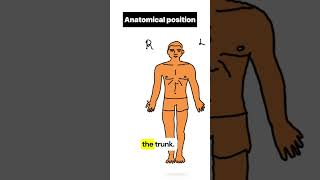 Anatomical position anatomy generalanatomy [upl. by Magocsi]