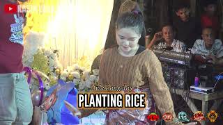 PLANTING RICE  SUANG PARAI  KG SAGA [upl. by Nnaira]