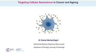 Targeting Cellular Senescence in Cancer and Ageing  Dr Daniel MuñozEspín [upl. by Gussy438]