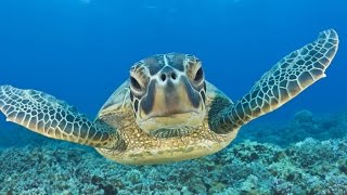 Swimming with Sea Turtles Beautiful Surprises Underwater [upl. by Atiral]