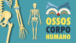 Ossos do Corpo Humano  Toda Matéria [upl. by Federico]