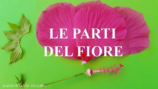 Le parti del fiore  Parts of flower and their functions [upl. by Resa84]