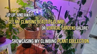 Climb High Climbers High A Tour of My Stunning Vertical Garden [upl. by Nylicaj]