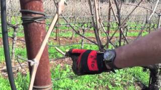 Pruning Cordon trained Zinfandel [upl. by Ennaillek]