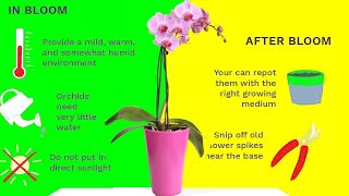 How to Care for Phalaenopsis Orchids After They Bloom orchid care after flowering [upl. by Allene]