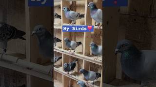 Love everything about Racing Pigeons love birds pigeon pombos paloma kabootar [upl. by Erund]