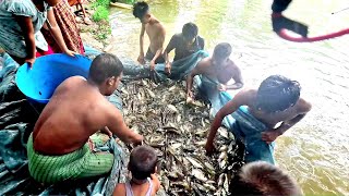 গ্রম্য মাছের পুকুর ধরা হচ্ছে বিভিন্ন প্রজাতীর মাছ species of fish are caught in rural fish ponds [upl. by Ettevy]