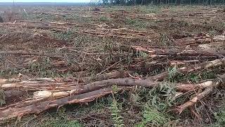 Lokasi kerja di PT RAPP teluk meranti riau [upl. by Eidob]