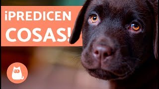 10 cosas que LOS PERROS PREDICEN [upl. by Jehiel]