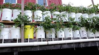 Dutch bucket tomatoes outdoors Yes you can do it [upl. by Enattirb]