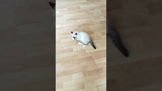 Cat Birman Cat play Kleine Kitten spielt nature animals [upl. by Sherborne]