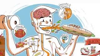 Le parcours des glucides dans lorganisme [upl. by Inness]