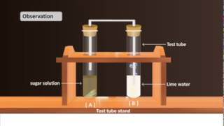 Science Subject  CBSE BOARD  Experiment of Alcoholic Fermentation in Yeast [upl. by Attaynik778]