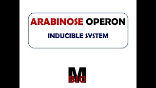 ARABINOSE OPERON [upl. by Zorah]