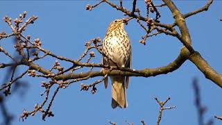 Madárhangok Énekes rigó  Turdus philomelos  Song thrush [upl. by Aurita]