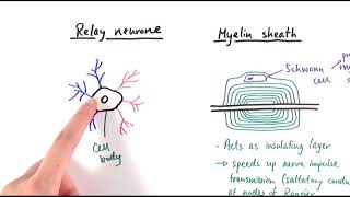 A2 Biology  Neurones OCR A Chapter 132 [upl. by Poliard]