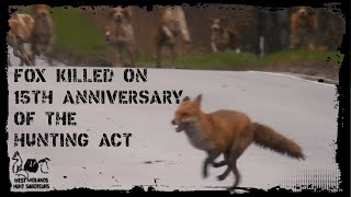 Fox killed day after the 15th Anniversary of the Hunting Act [upl. by Columbyne]