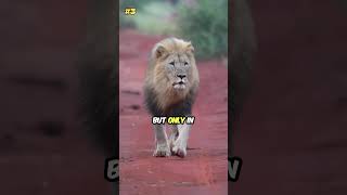 6 Incredible Lion Facts You Need to Know shorts [upl. by Cyprian]