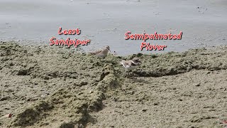 Sandbanks Least Sandpiper and Semipalmated Plover [upl. by Nealy]