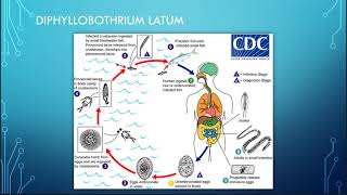 Diphyllobothrium pacificum [upl. by Tamarra]