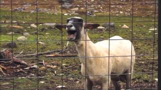 Goat screaming original clip [upl. by Vardon]