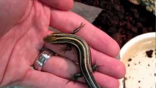 How to tame a bluetailed skink five lined skink [upl. by Colburn]