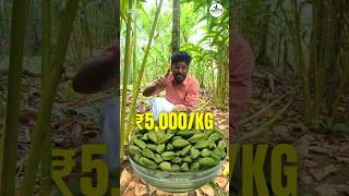 Elaichi  Cardamom Farming 🫒in Kerala 😱 ₹1500KG 🔥  Agrotill  farming agriculture shorts [upl. by Bernardo948]