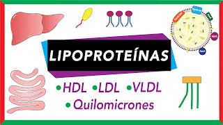 Lipoproteínas Quilomicrones VLDL LDL y HDL Transporte de lípidos [upl. by Aihseuqal]