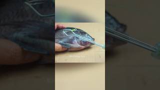 DIY FISHING TACKLE The secret of fisherman Fishing Knot skills fishing fishingknot diy tutorial [upl. by Amalburga]