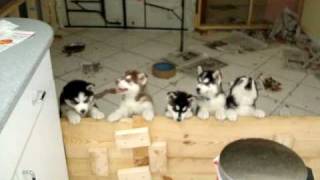 Siberian huskies singing 5 puppies and 2 adults [upl. by Aivatra]