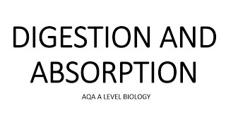 DIGESTION amp ABSORPTION  AQA A LEVEL BIOLOGY  EXAM QUESTION RUN THROUGH [upl. by Hcirdla]